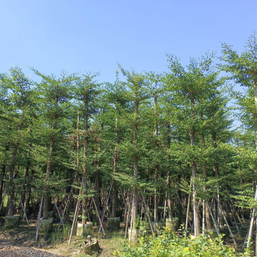 小叶榄仁树截杆细叶榄仁移植苗便宜小叶榄仁8-25公分