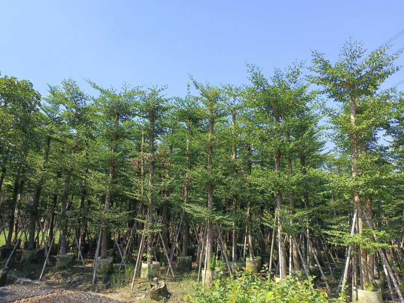小叶榄仁树截杆细叶榄仁移植苗便宜小叶榄仁8-25公分