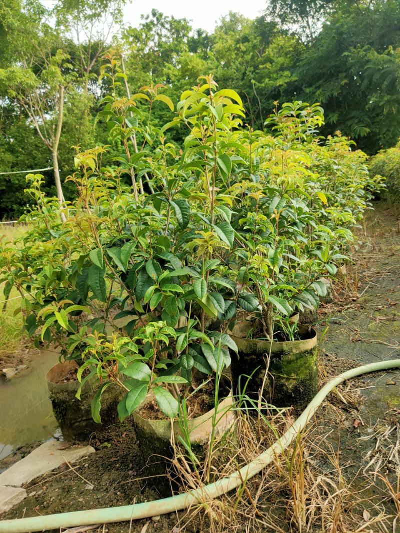 桂花四季桂红桂花1米-5分