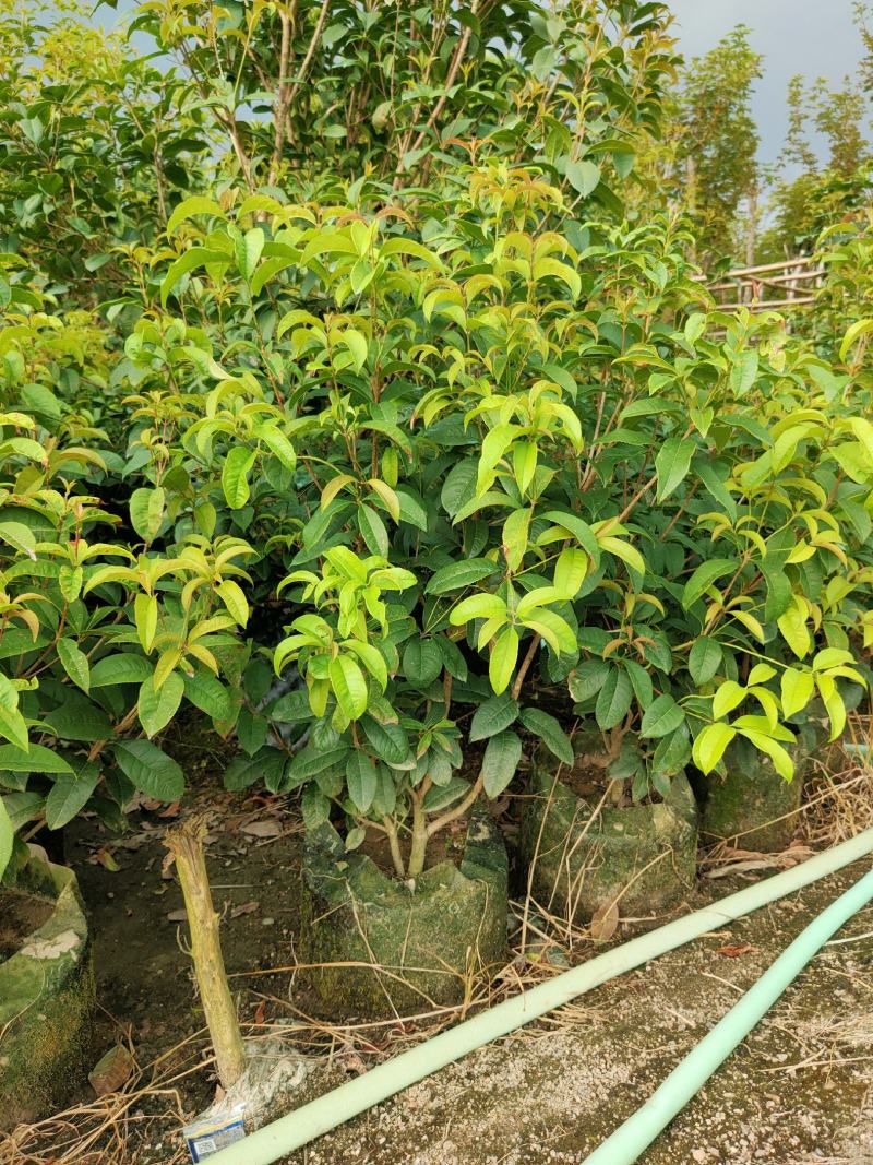 桂花四季桂红桂花1米-5分