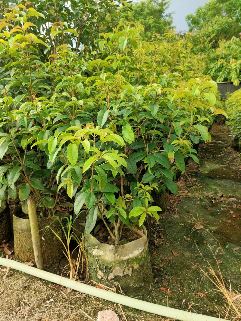 桂花四季桂红桂花1米-5分