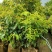 桂花四季桂红桂花1米-5分