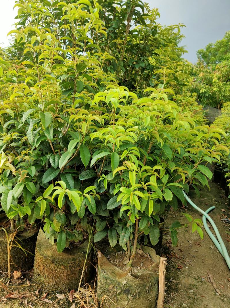 桂花四季桂红桂花1米-5分