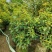 桂花四季桂红桂花1米-5分