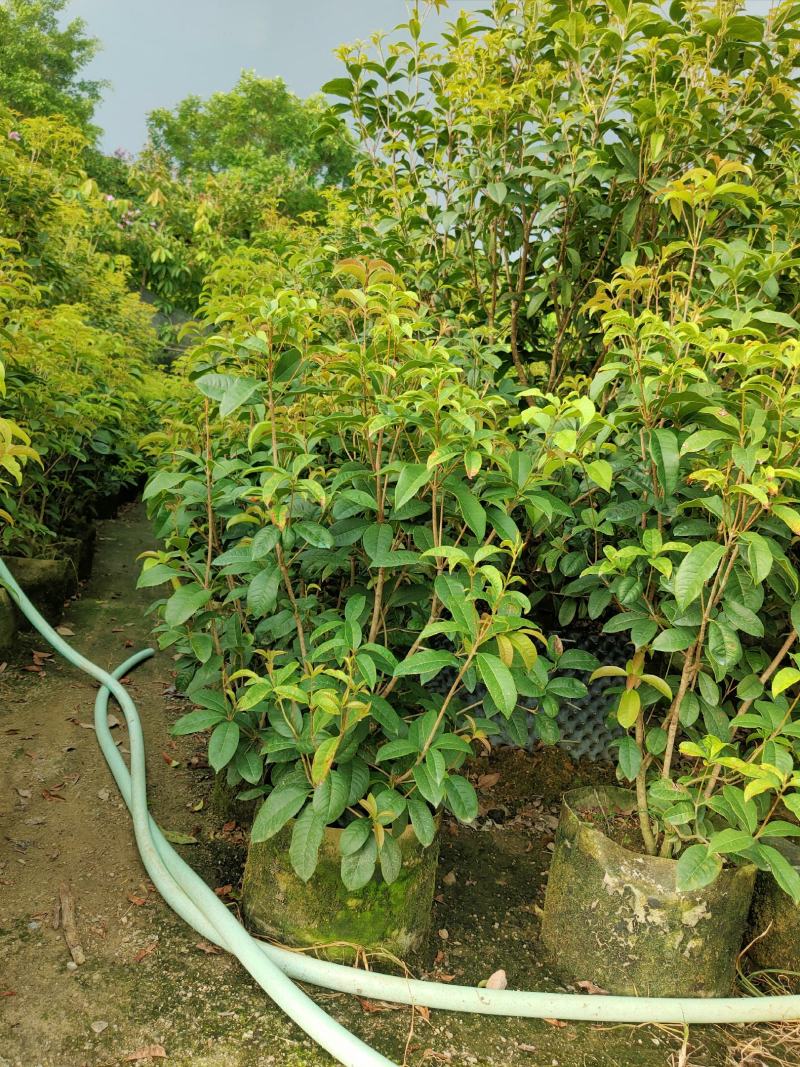 桂花四季桂红桂花1米-5分
