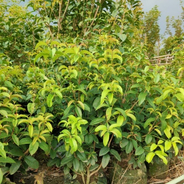 桂花四季桂红桂花1米-5分