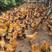 岭南黄阉鸡，长期供应各品种，各日期段阉鸡。