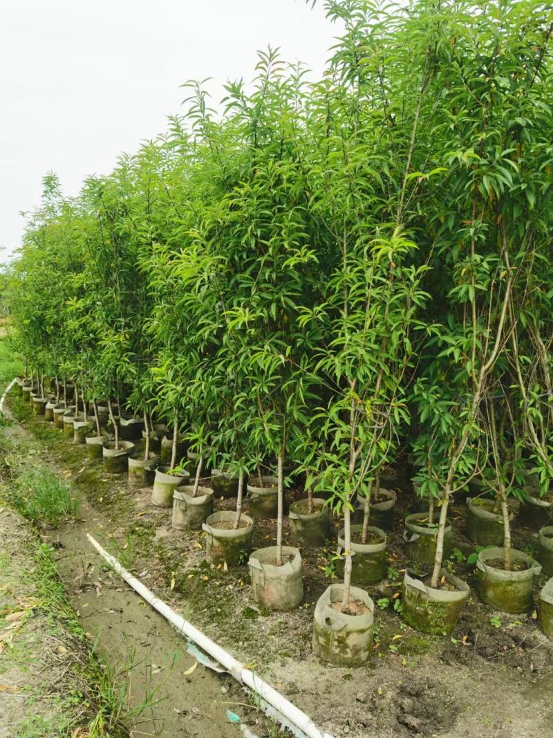 桃花三月桃碧桃树苗绿叶碧桃花桃苗规格品种齐全3-8分