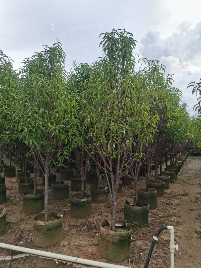 桃花三月桃碧桃树苗绿叶碧桃花桃苗规格品种齐全3-8分
