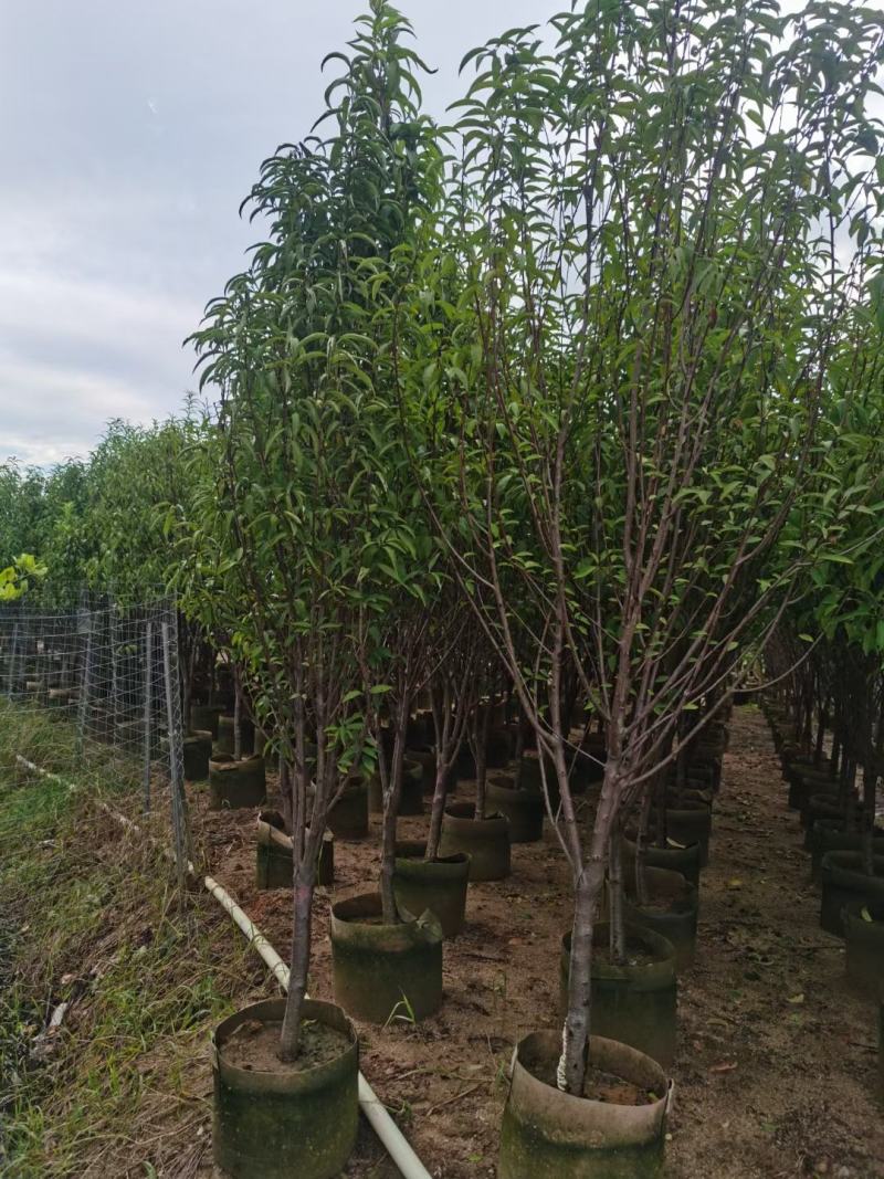 桃花三月桃碧桃树苗绿叶碧桃花桃苗规格品种齐全3-8分