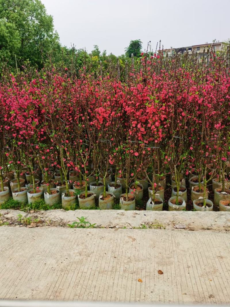 桃花三月桃碧桃树苗绿叶碧桃花桃苗规格品种齐全3-8分