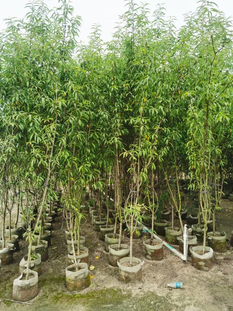 桃花三月桃碧桃树苗绿叶碧桃花桃苗规格品种齐全3-8分