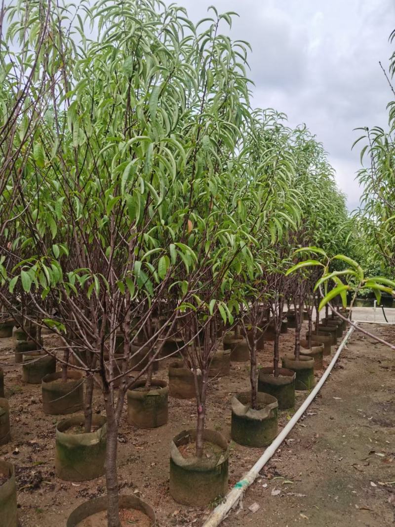 桃花三月桃碧桃树苗绿叶碧桃花桃苗规格品种齐全3-8分