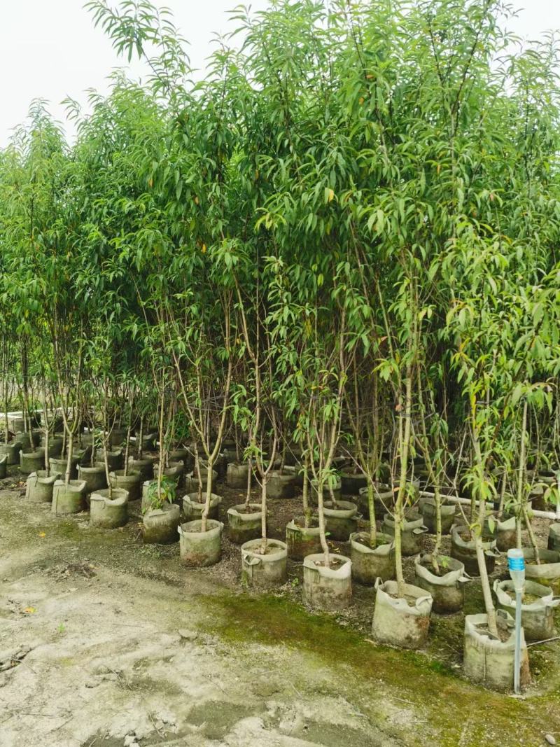 桃花三月桃碧桃树苗绿叶碧桃花桃苗规格品种齐全3-8分