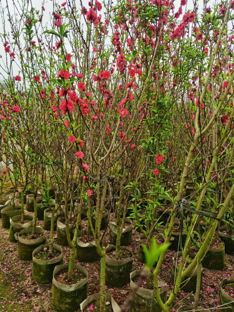 桃花三月桃碧桃树苗绿叶碧桃花桃苗规格品种齐全3-8分