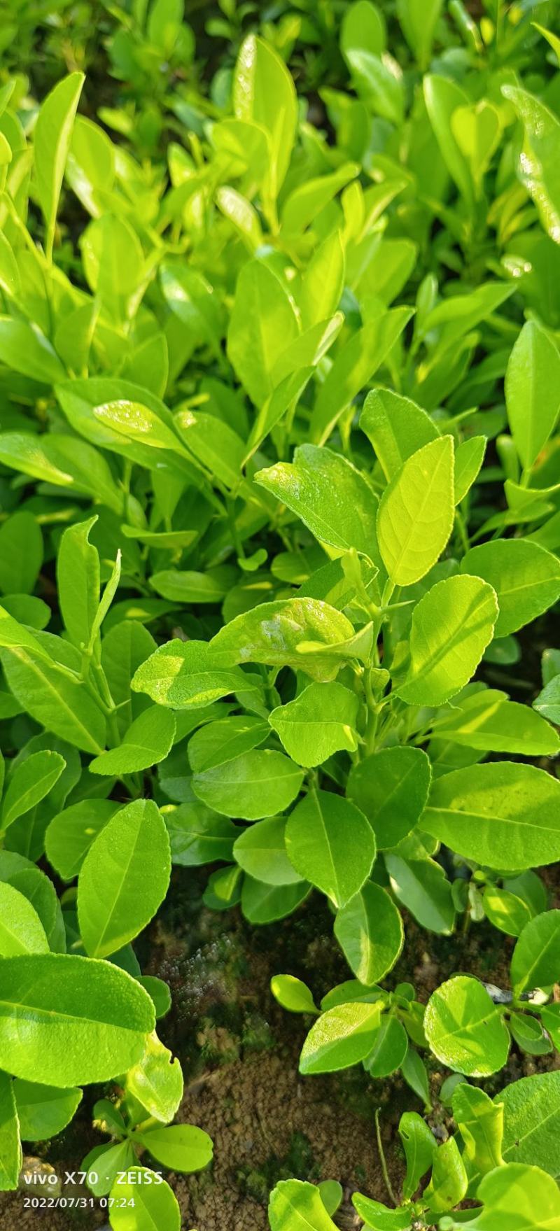 土柠檬苗小叶柠檬苗红芽柠檬苗柠檬直实苗