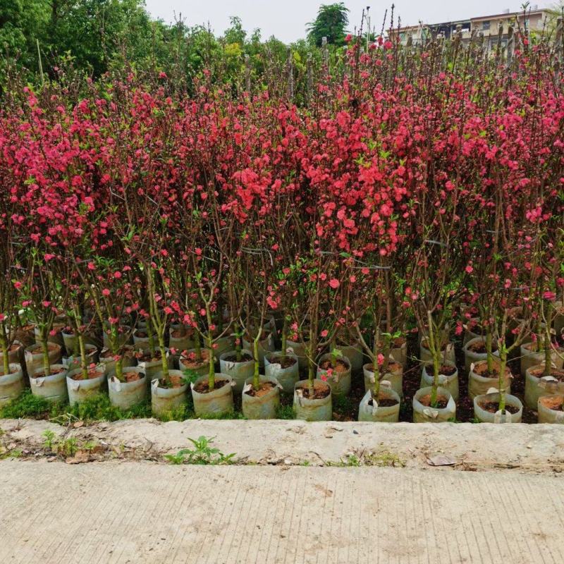 桃花三月桃碧桃树苗绿叶碧桃花桃苗规格品种齐全3-8分