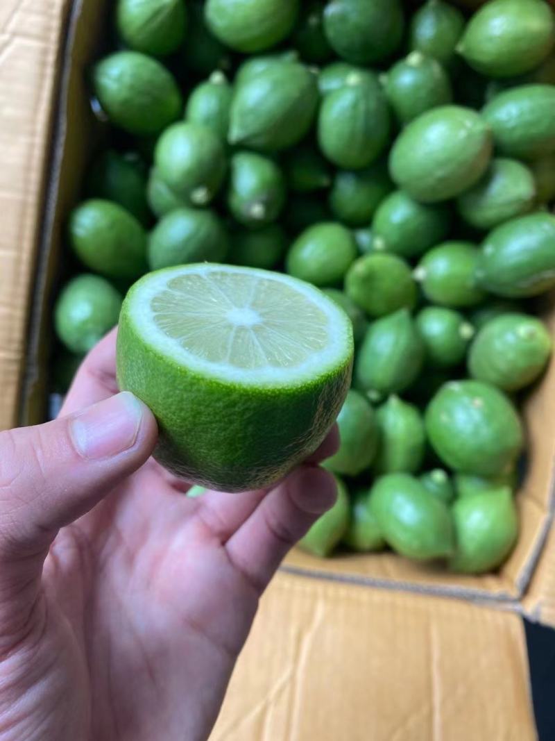广东无籽香水柠檬自家果园香味浓郁一件代发