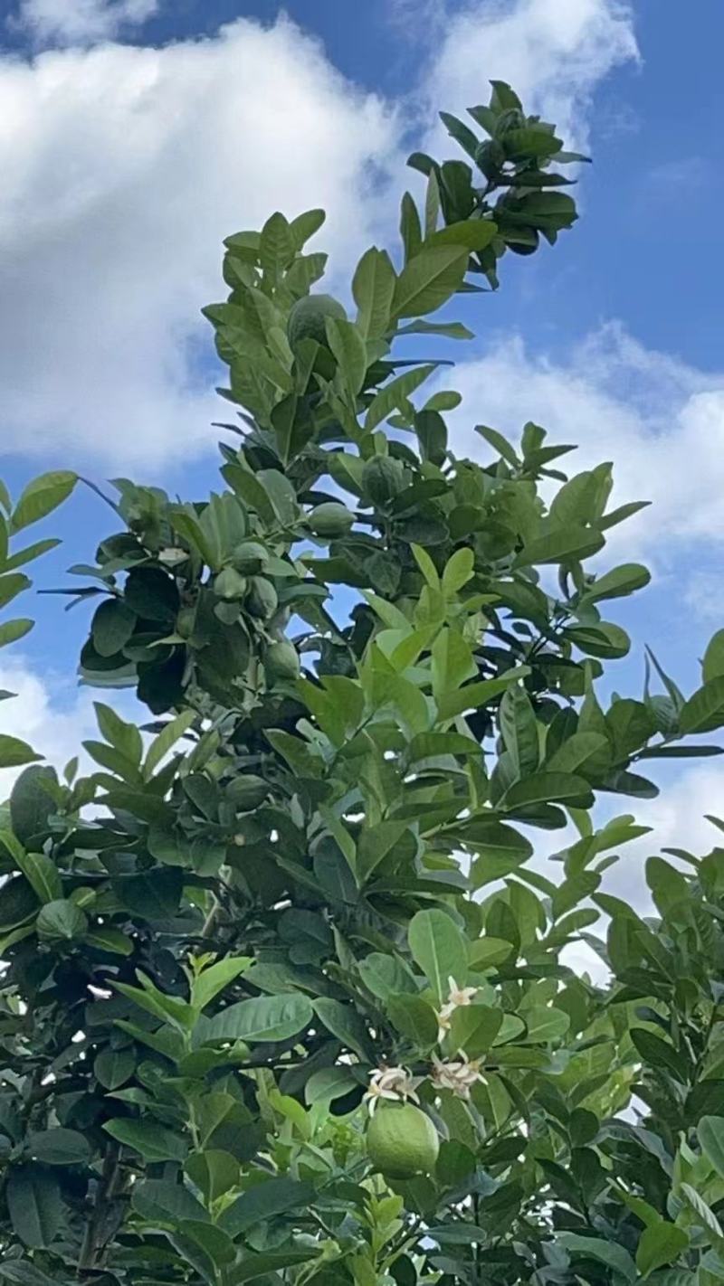 广东无籽香水柠檬自家果园香味浓郁一件代发