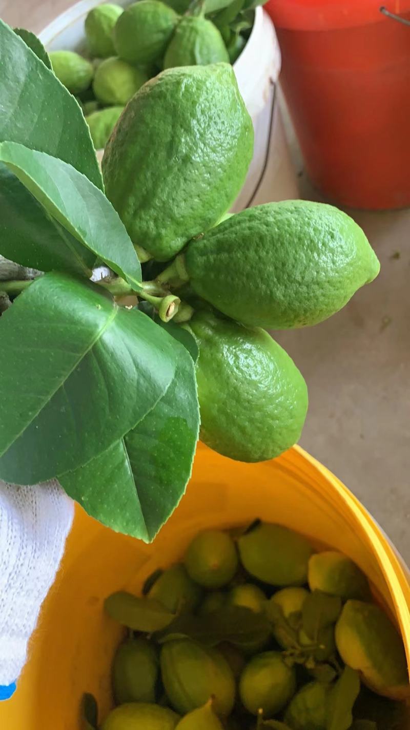 广东无籽香水柠檬自家果园香味浓郁一件代发
