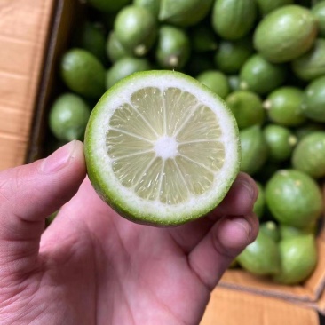 广东无籽香水柠檬自家果园香味浓郁一件代发