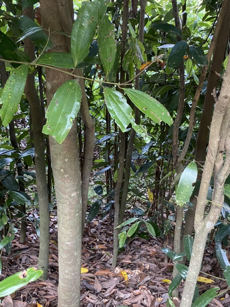 农家桂皮干调味大全里之一质量保证