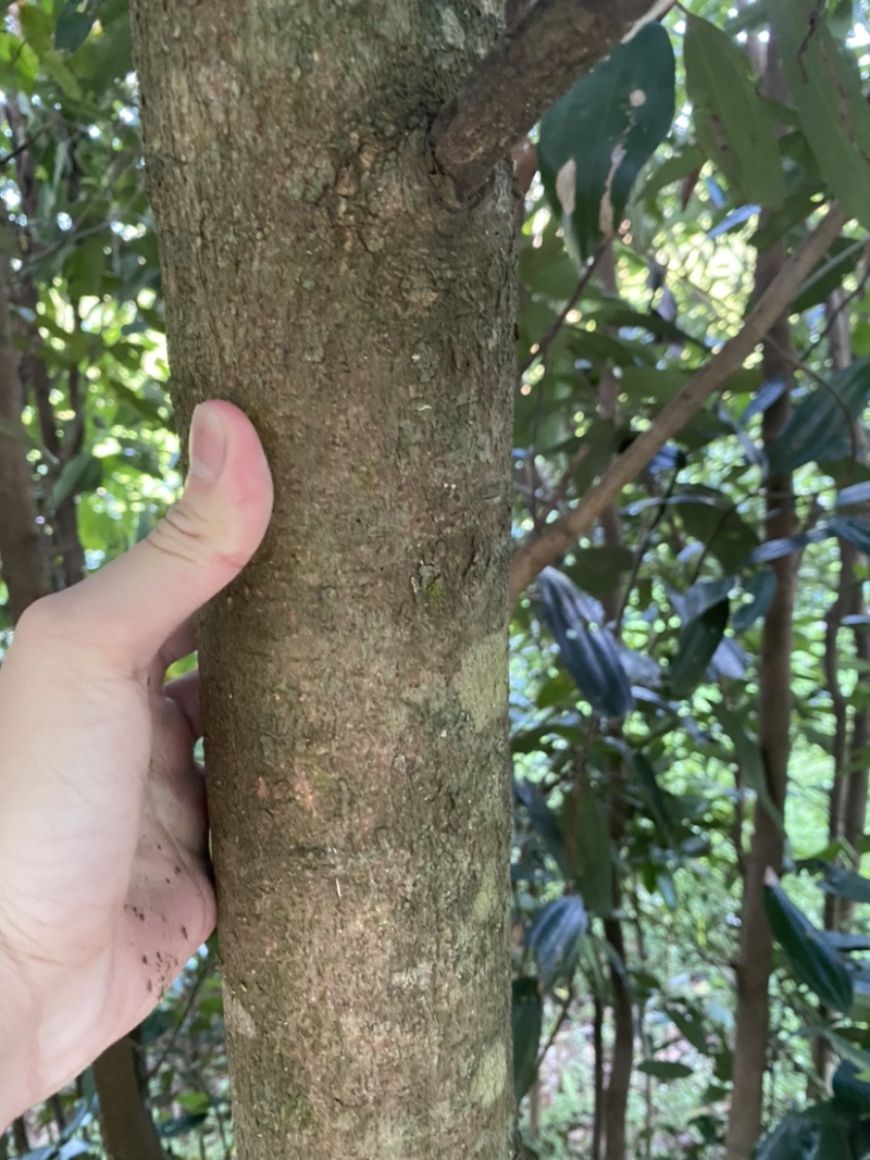 农家桂皮干调味大全里之一质量保证