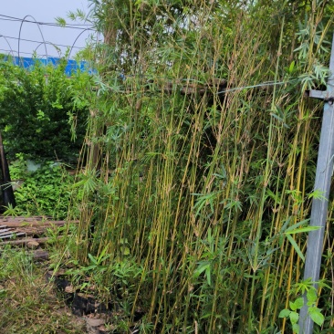 凤尾竹绿化城市，造就城市风光，净化空气，造绿色环境，就竹