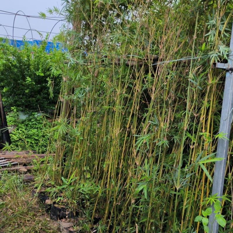 凤尾竹绿化城市，造就城市风光，净化空气，造绿色环境，就竹