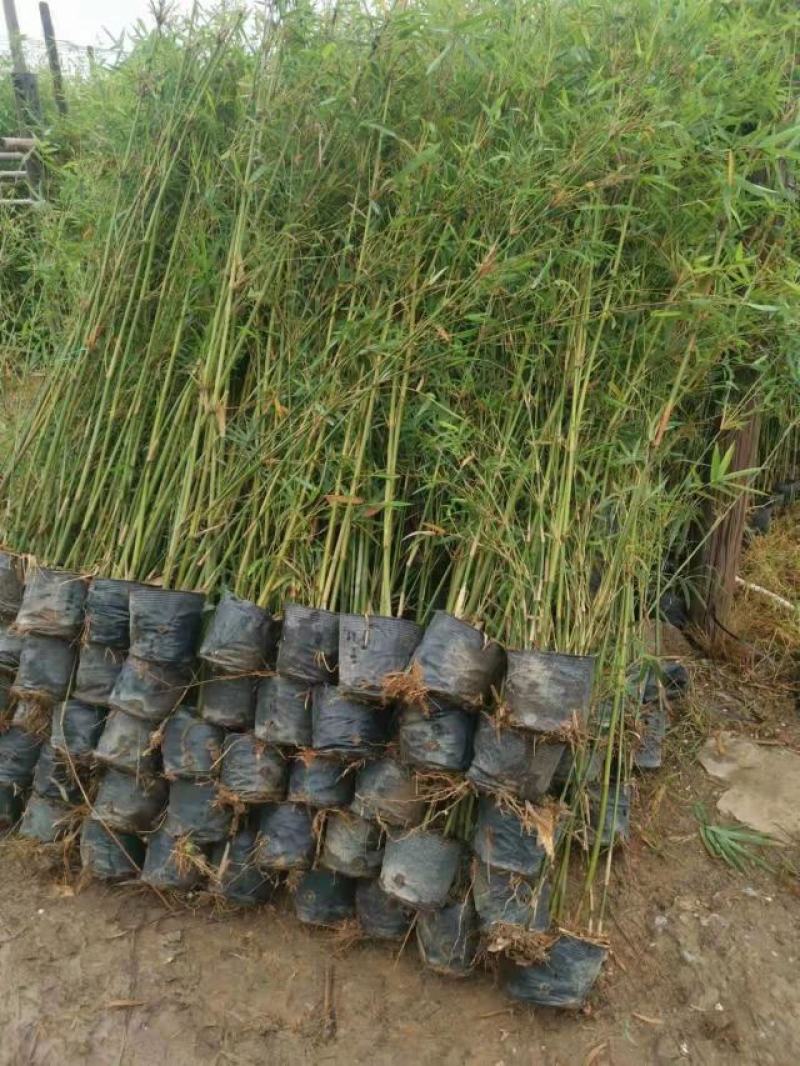 凤尾竹绿化城市，造就城市风光，净化空气，造绿色环境，就竹