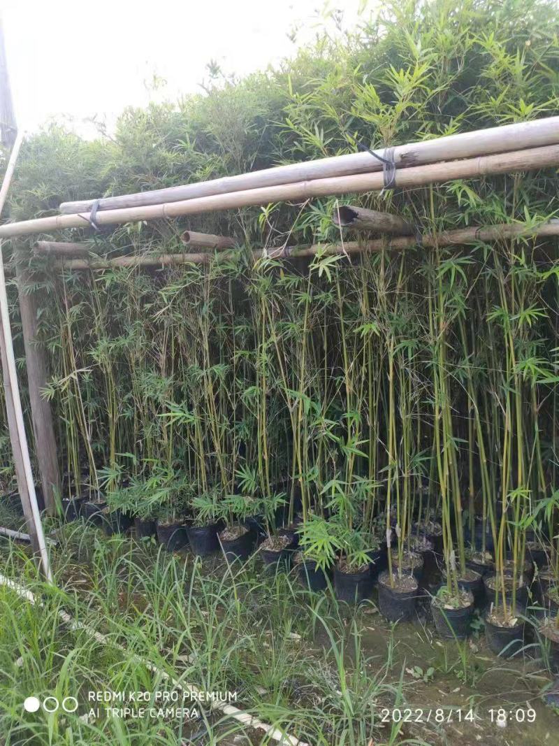 凤尾竹绿化城市，造就城市风光，净化空气，造绿色环境，就竹