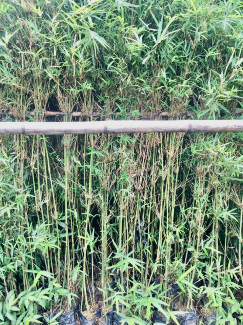 凤尾竹绿化城市，造就城市风光，净化空气，造绿色环境，就竹
