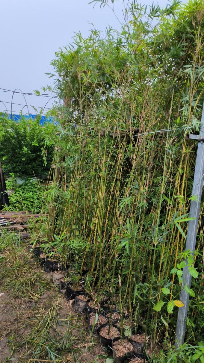 凤尾竹绿化城市，造就城市风光，净化空气，造绿色环境，就竹