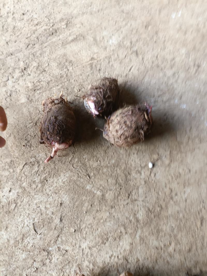 广西天等红芽芋头