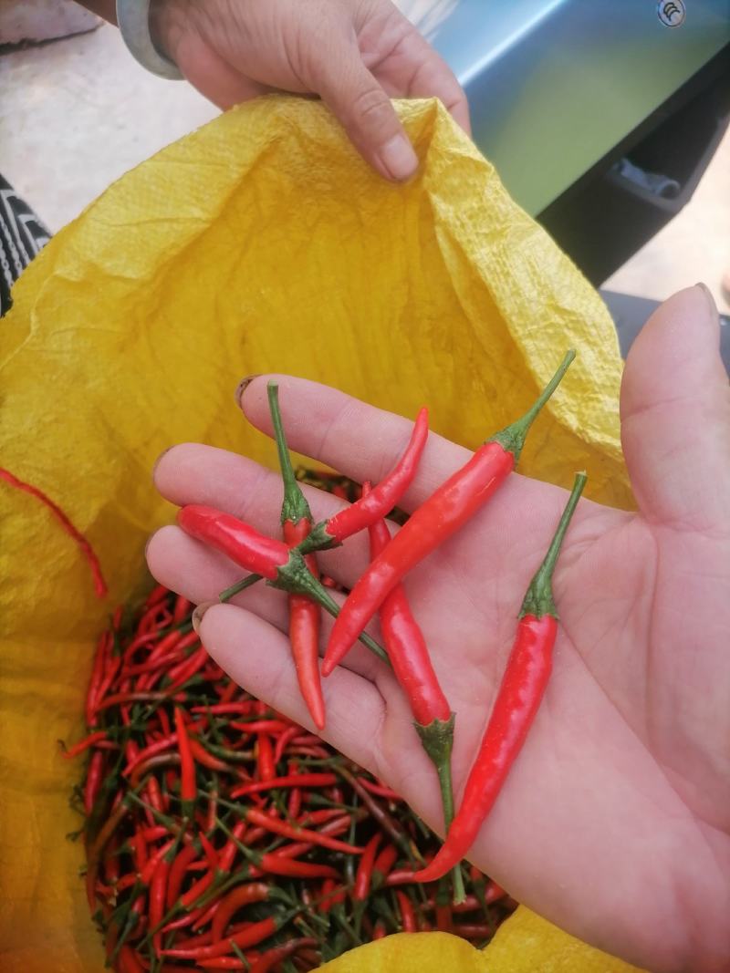 小米椒去把去帽艳红辣椒，一手货源，基地，欢迎联系