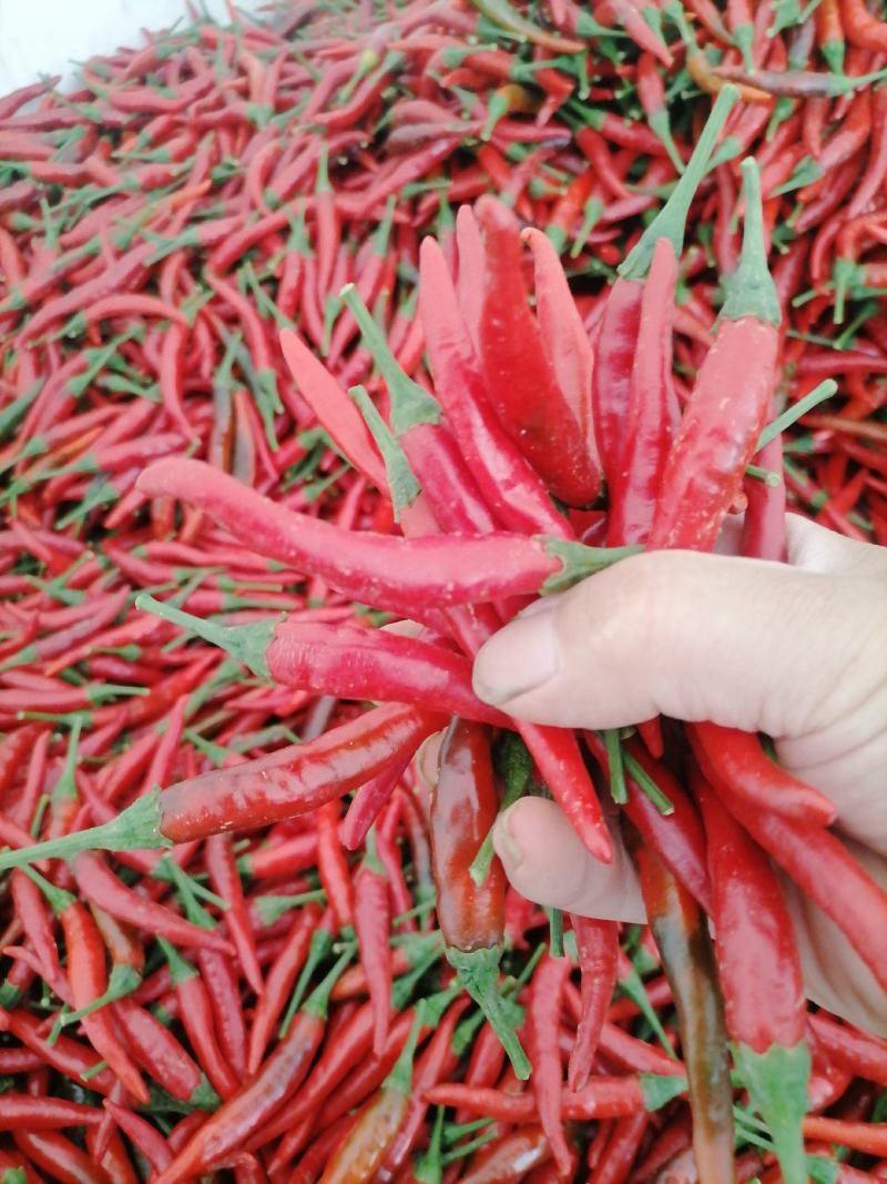小米椒去把去帽艳红辣椒，一手货源，基地，欢迎联系