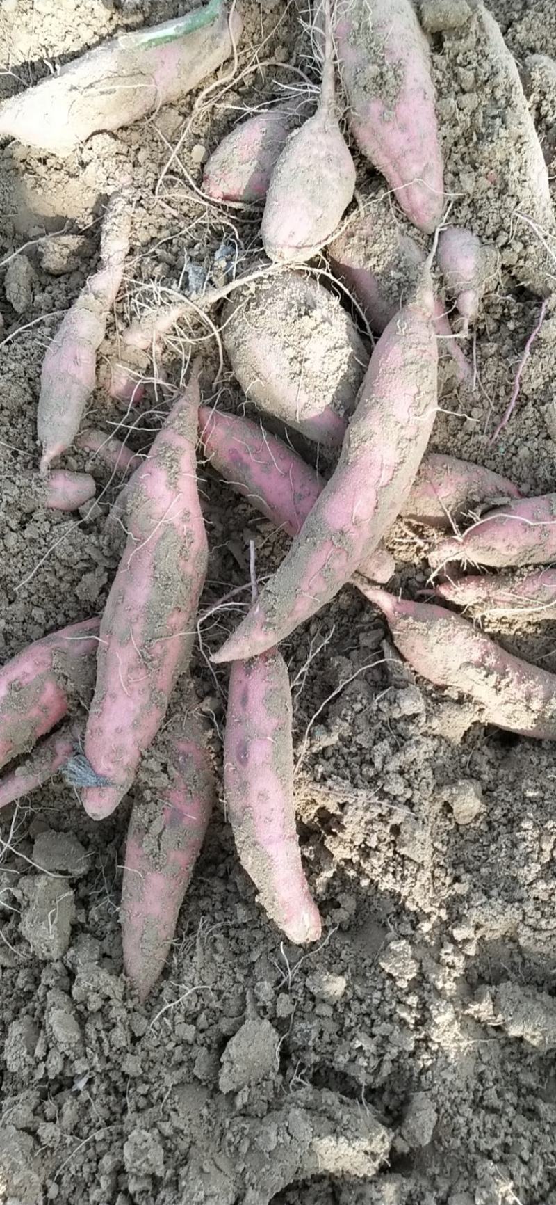 沙土地西瓜红，烟薯二五，哈密，龙薯九