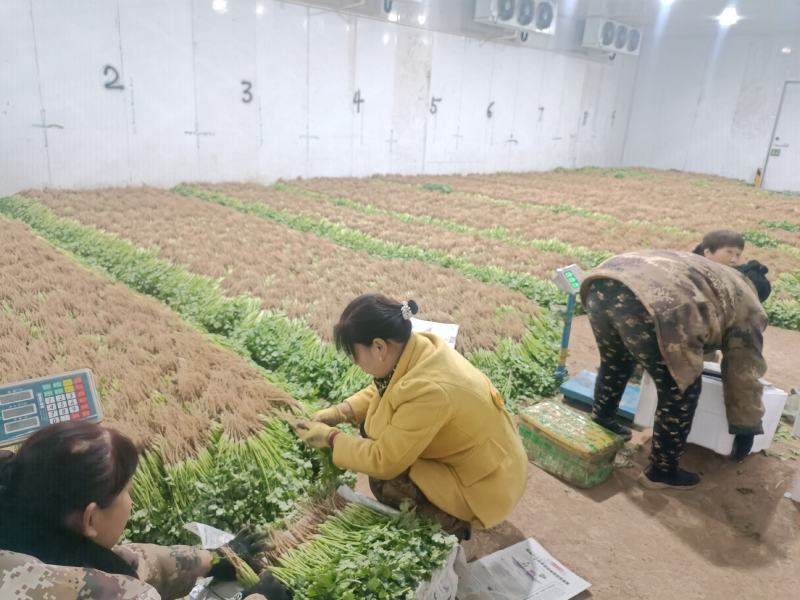 宁夏精品大叶香菜