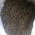普洱茶毛料