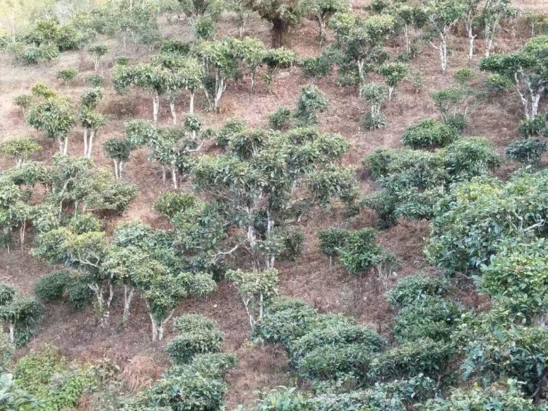 普洱茶毛料
