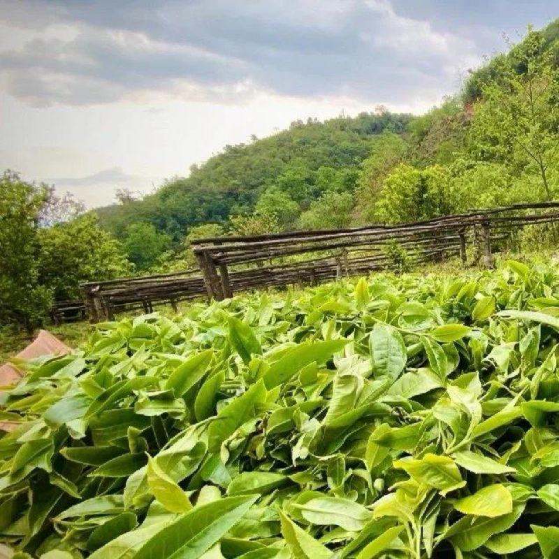 普洱茶毛料
