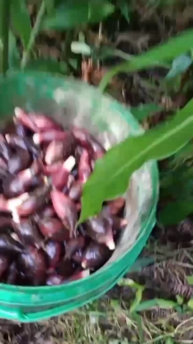 阳荷，全身都具有独特的香味。