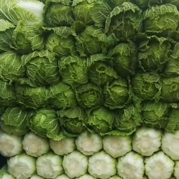 宁夏中卫大白菜产地直发，货源充足，保质保量