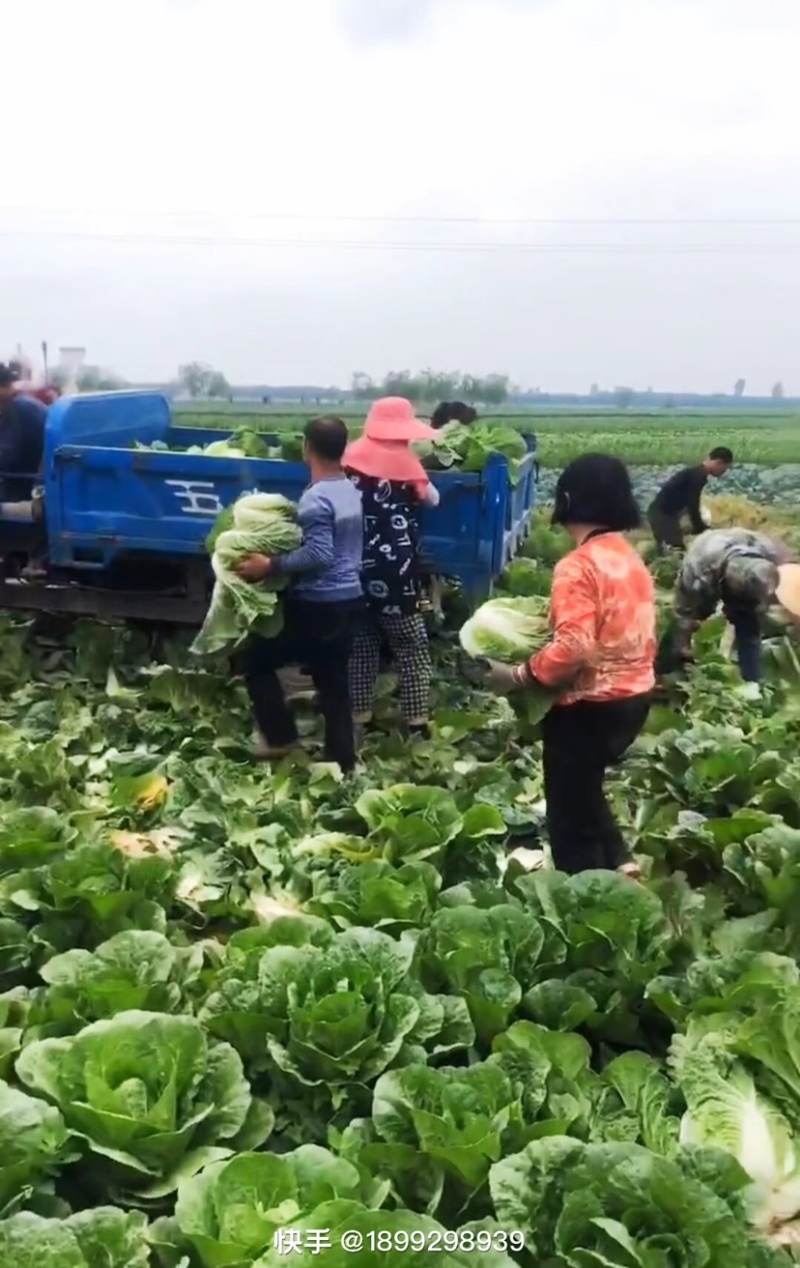 宁夏中卫大白菜产地直发，货源充足，保质保量