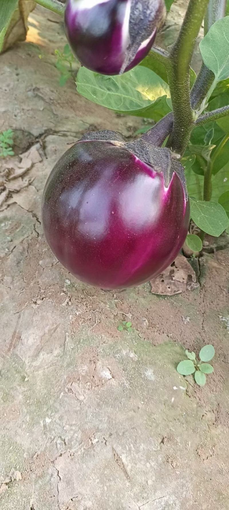 茄子