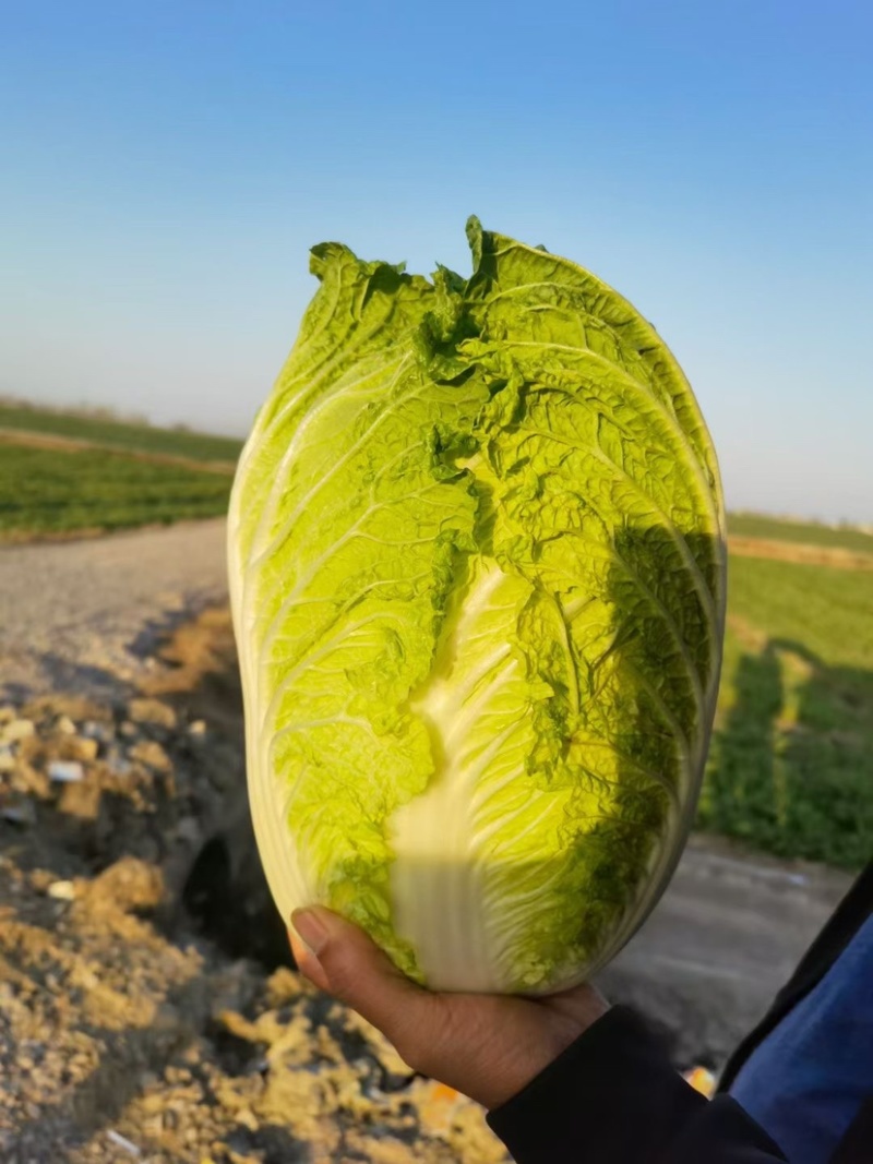 宁夏中卫大白菜产地直发，货源充足，保质保量
