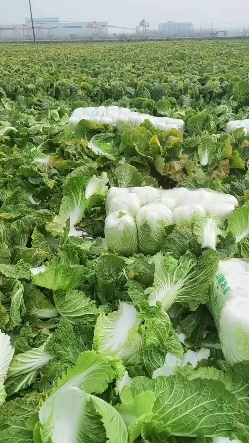 宁夏中卫大白菜产地直发，货源充足，保质保量