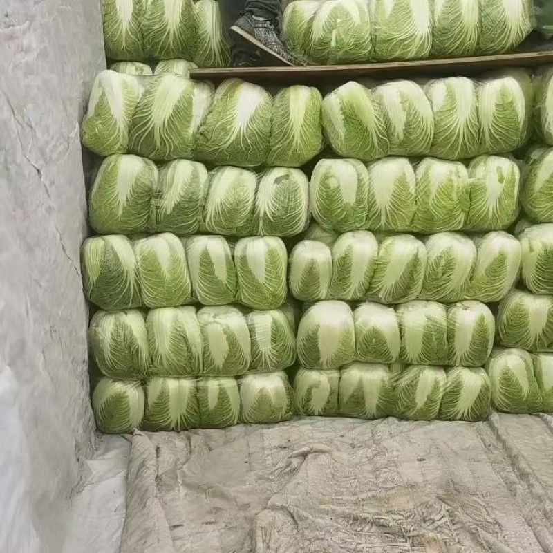 宁夏中卫大白菜产地直发，货源充足，保质保量