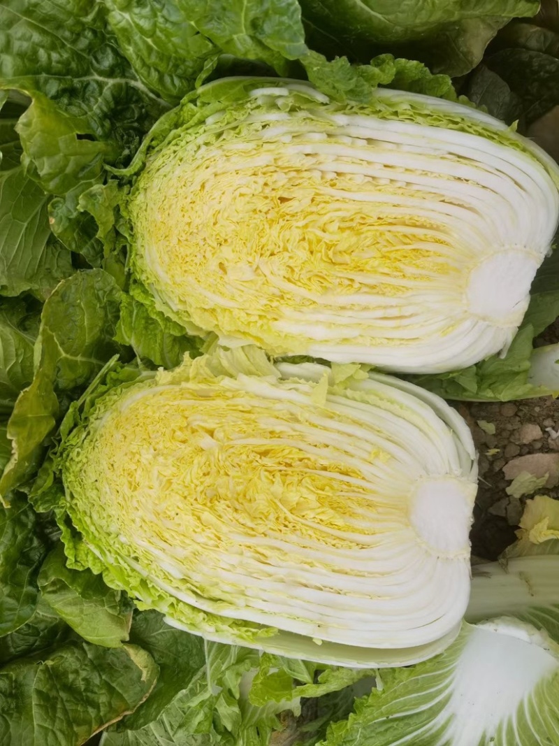 宁夏中卫大白菜产地直发，货源充足，保质保量
