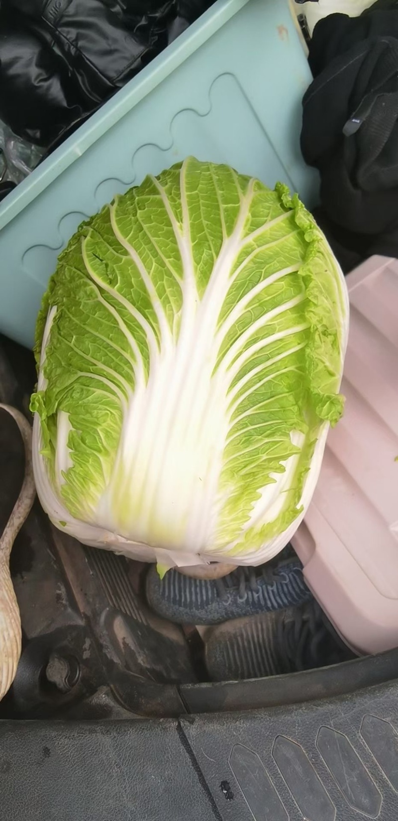 宁夏中卫大白菜产地直发，货源充足，保质保量